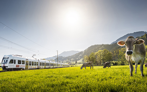 A train passes cows grazing in a meadow.